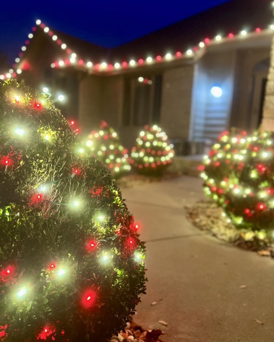 Wrapped shrubs
